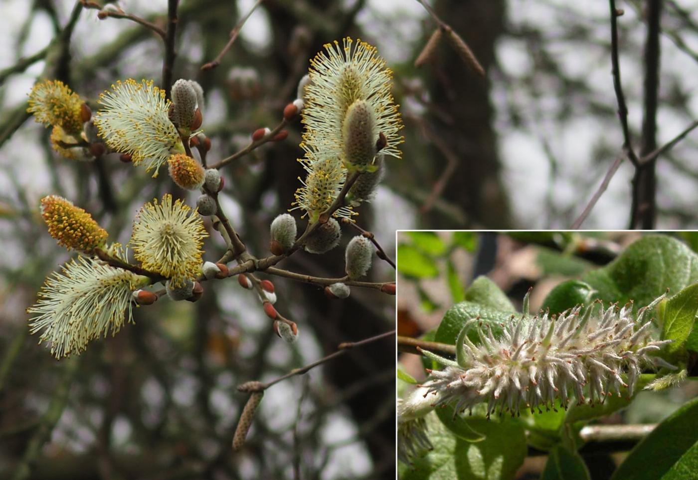 Willow, Goat, Great Sallow flower